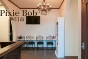 ピクシーボブ(Pixie Bob)