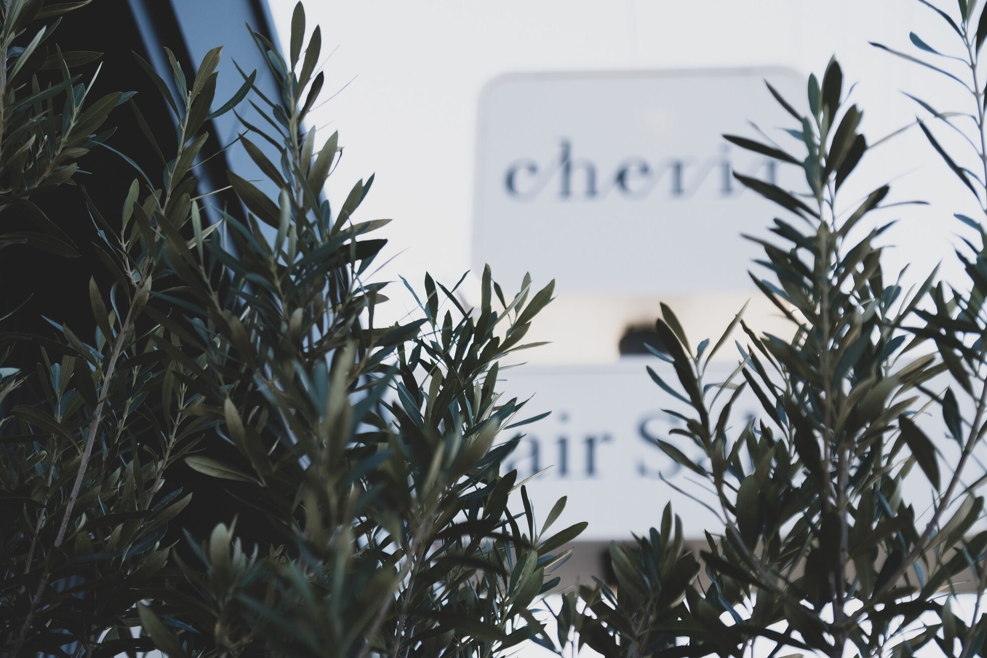 シェリール(Cherir)6