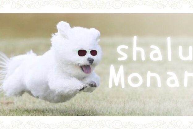 シャル 八王子(shalu)6