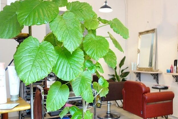 アンティコ(Antico)5