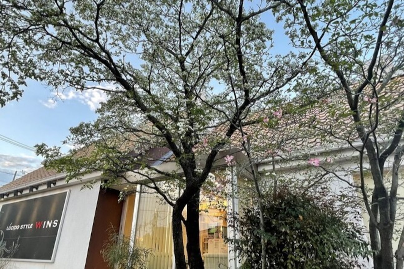 ルシードスタイルウィンズ(LUCIDO STYLE WINS)2