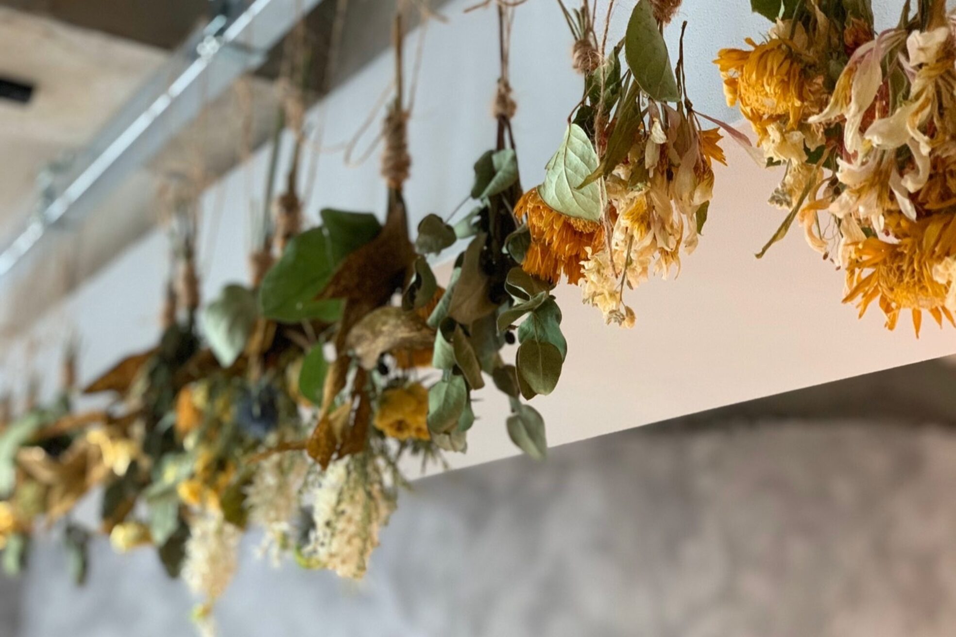 リュッカ(Lyuck)2