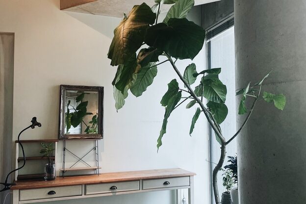 マツゲパーマ プペアイラッシュ(pupe eyelash)2