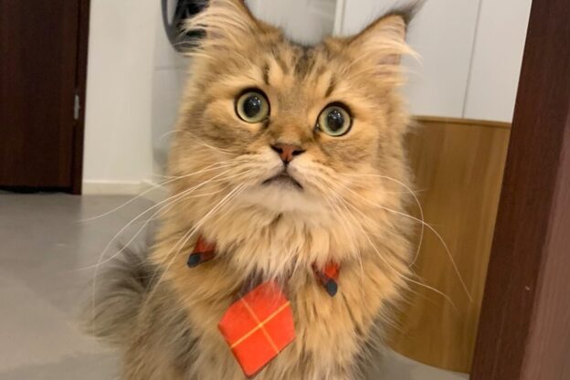 ルダリドゥー 東銀座店(Le Dali Deux)4