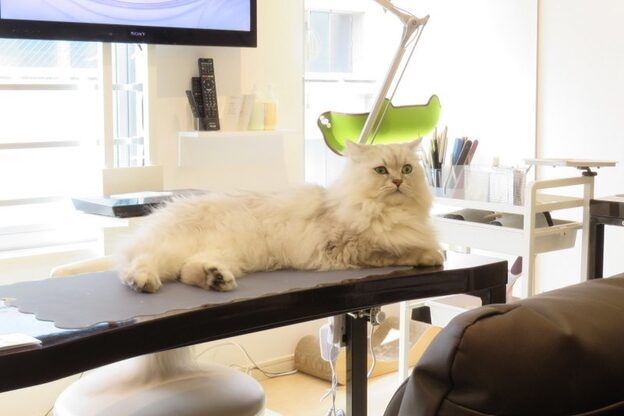 ルダリドゥー 東銀座店(Le Dali Deux)9