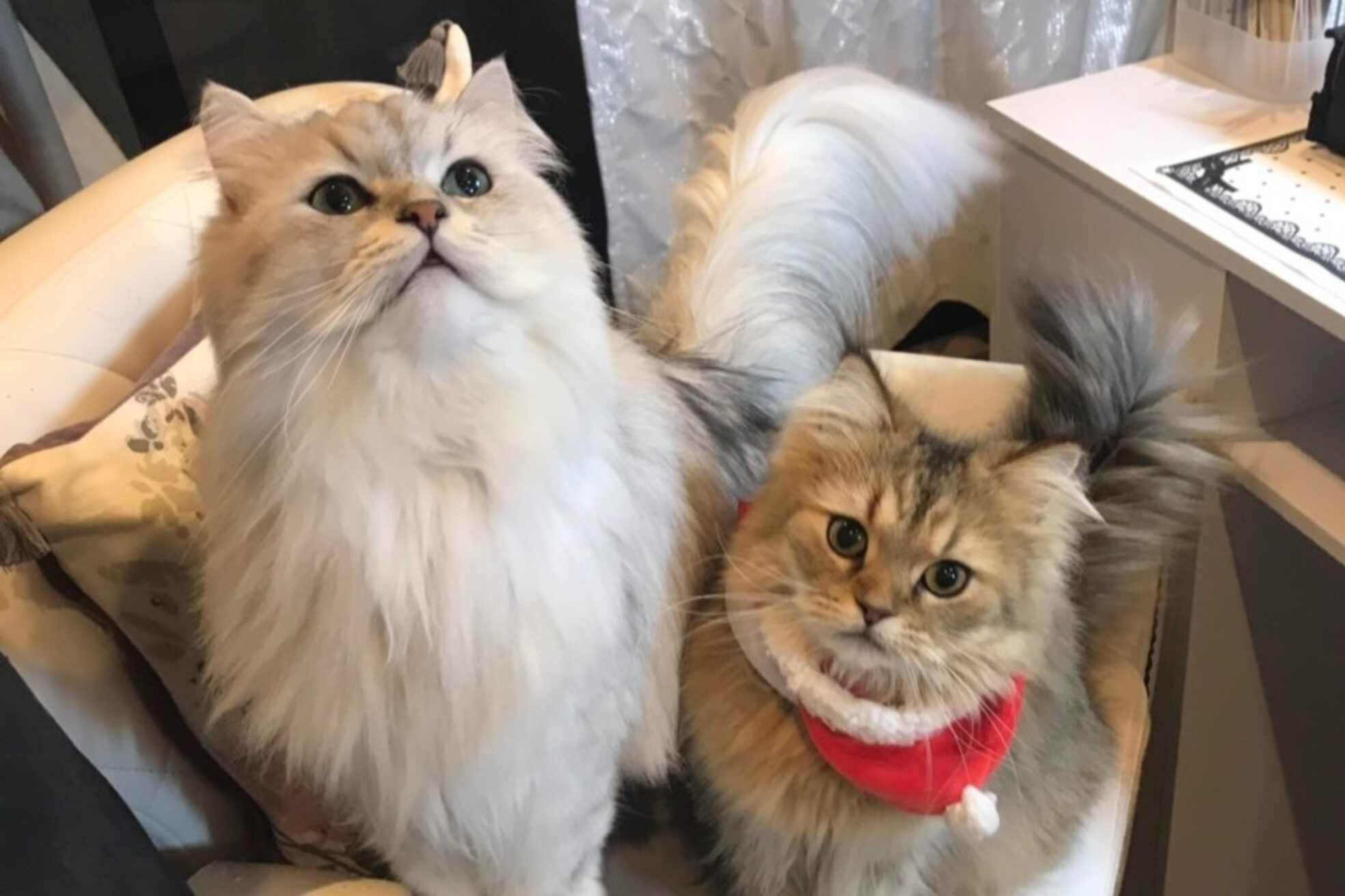 ルダリドゥー 東銀座店(Le Dali Deux)5