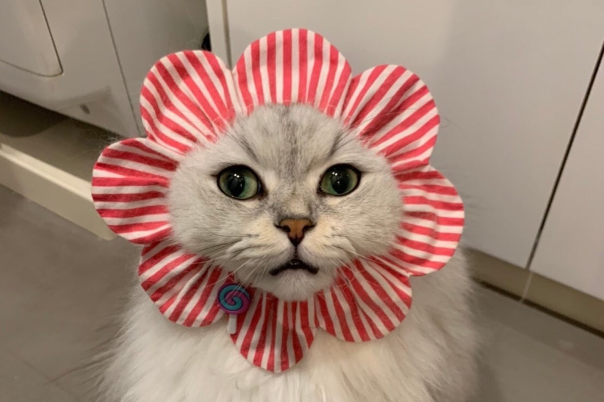 ルダリドゥー 東銀座店(Le Dali Deux)8