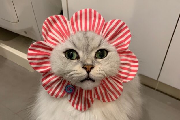 ルダリドゥー 東銀座店(Le Dali Deux)8