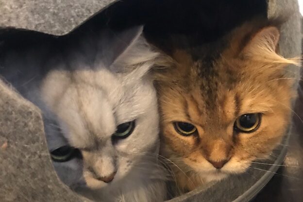 ルダリドゥー 東銀座店(Le Dali Deux)10