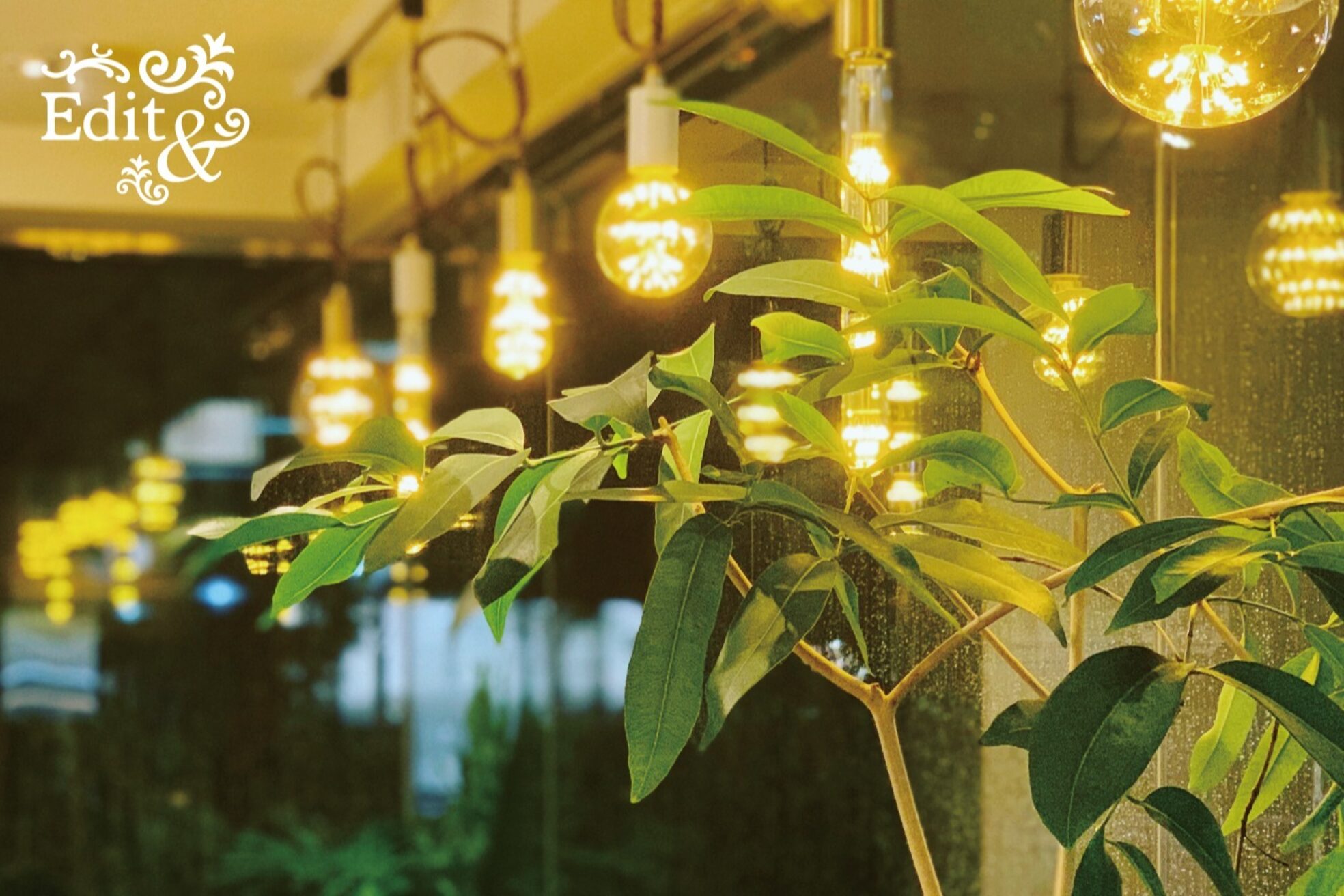 エディット アンド 緑地(Edit&)2