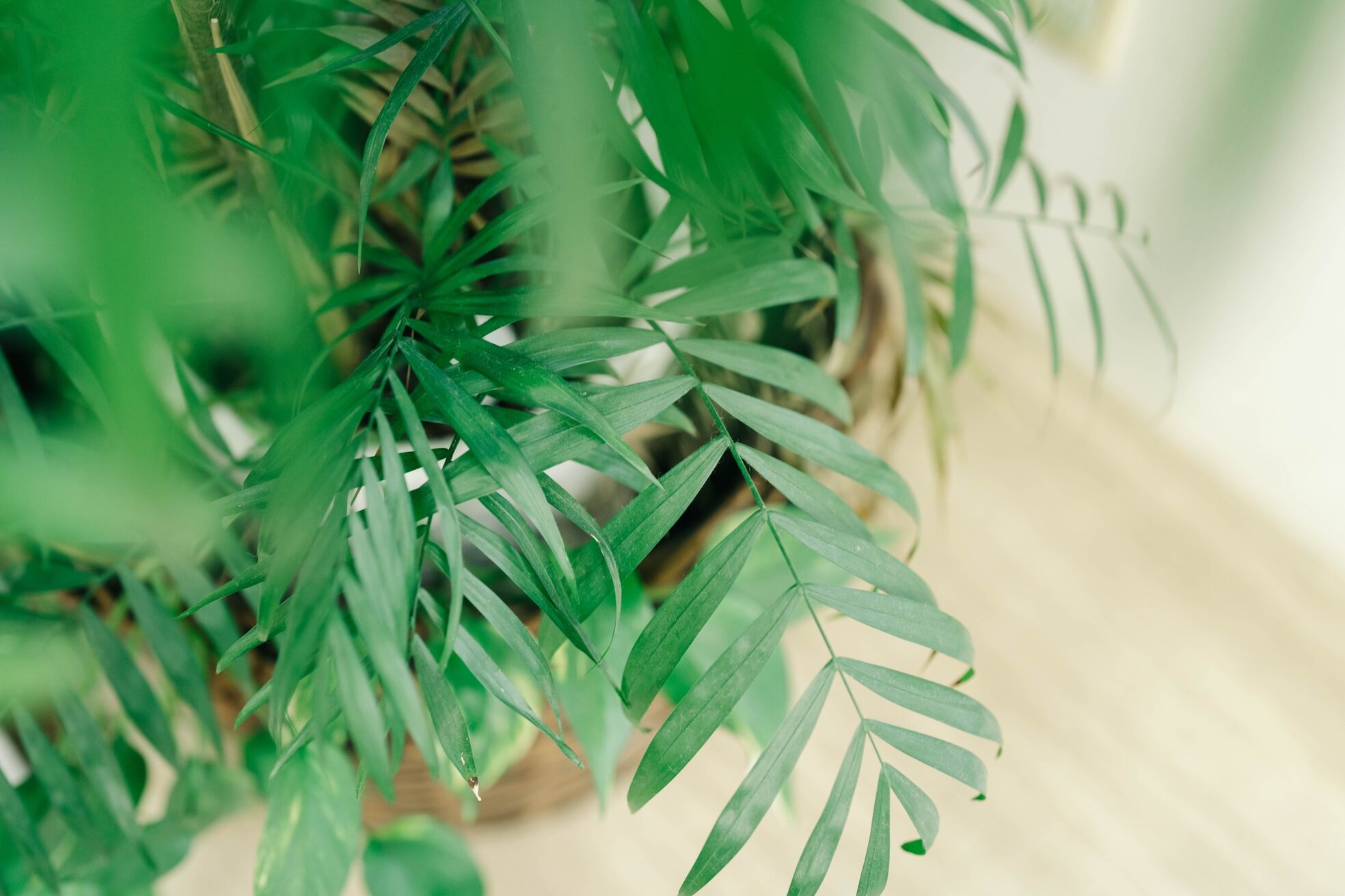 アバディ(ABADI)3