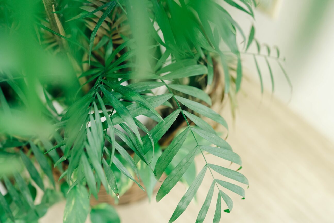 アバディ(ABADI)3