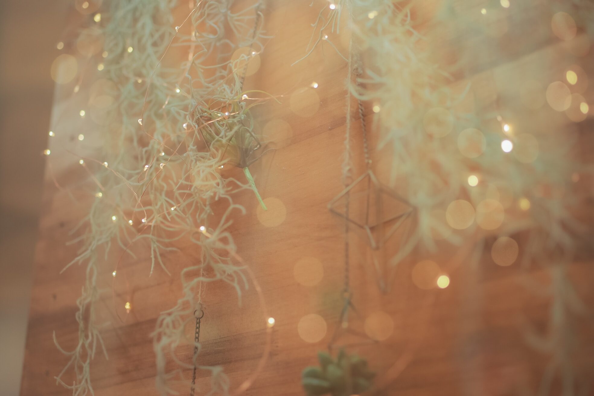 ディンプル(DIMPLE)6