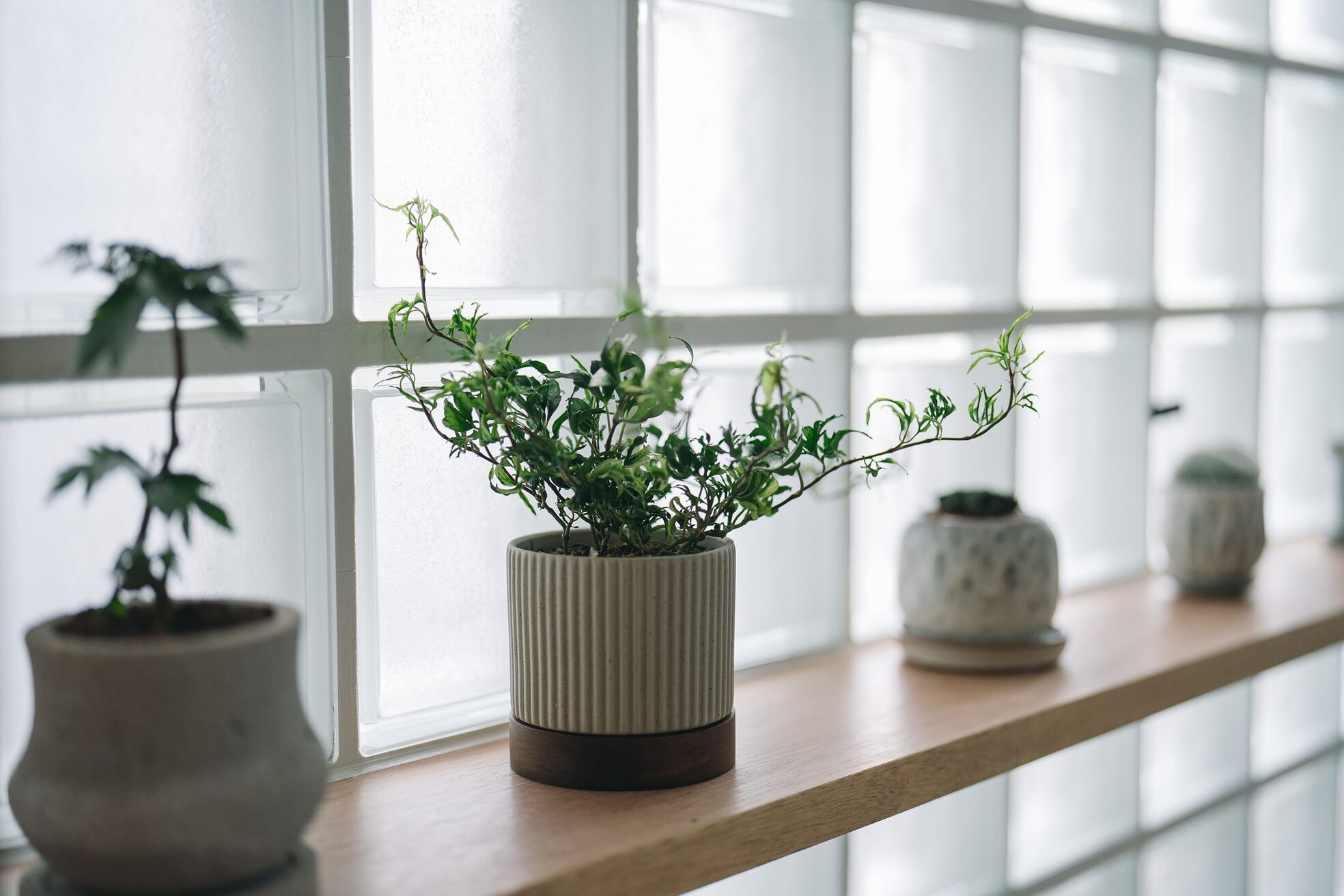 シロ 甲東園店(SHIRO)6