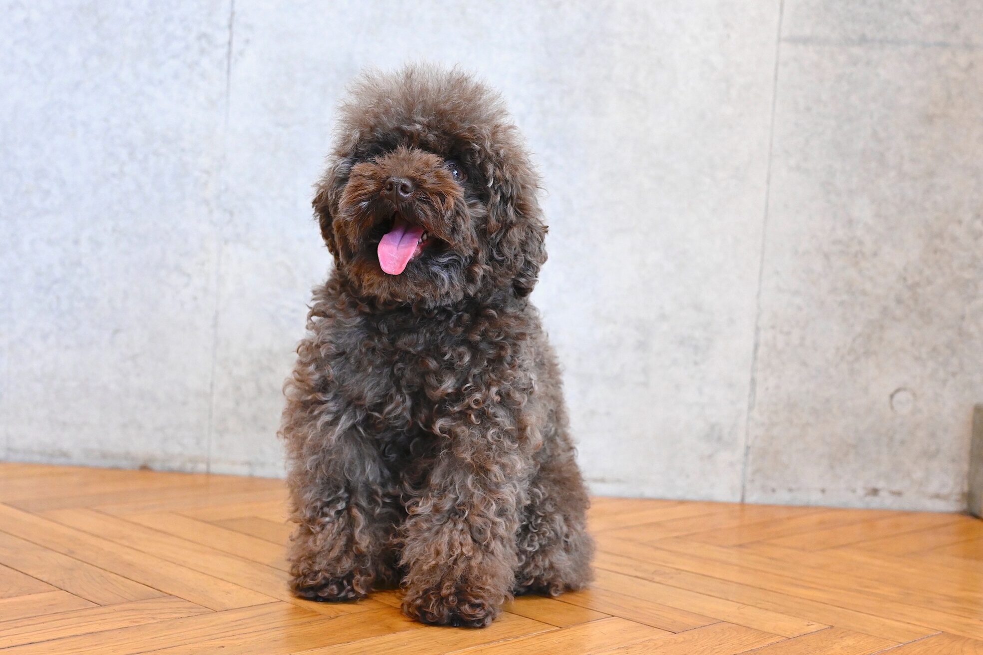 トーカ 自由が丘(TOCA)9