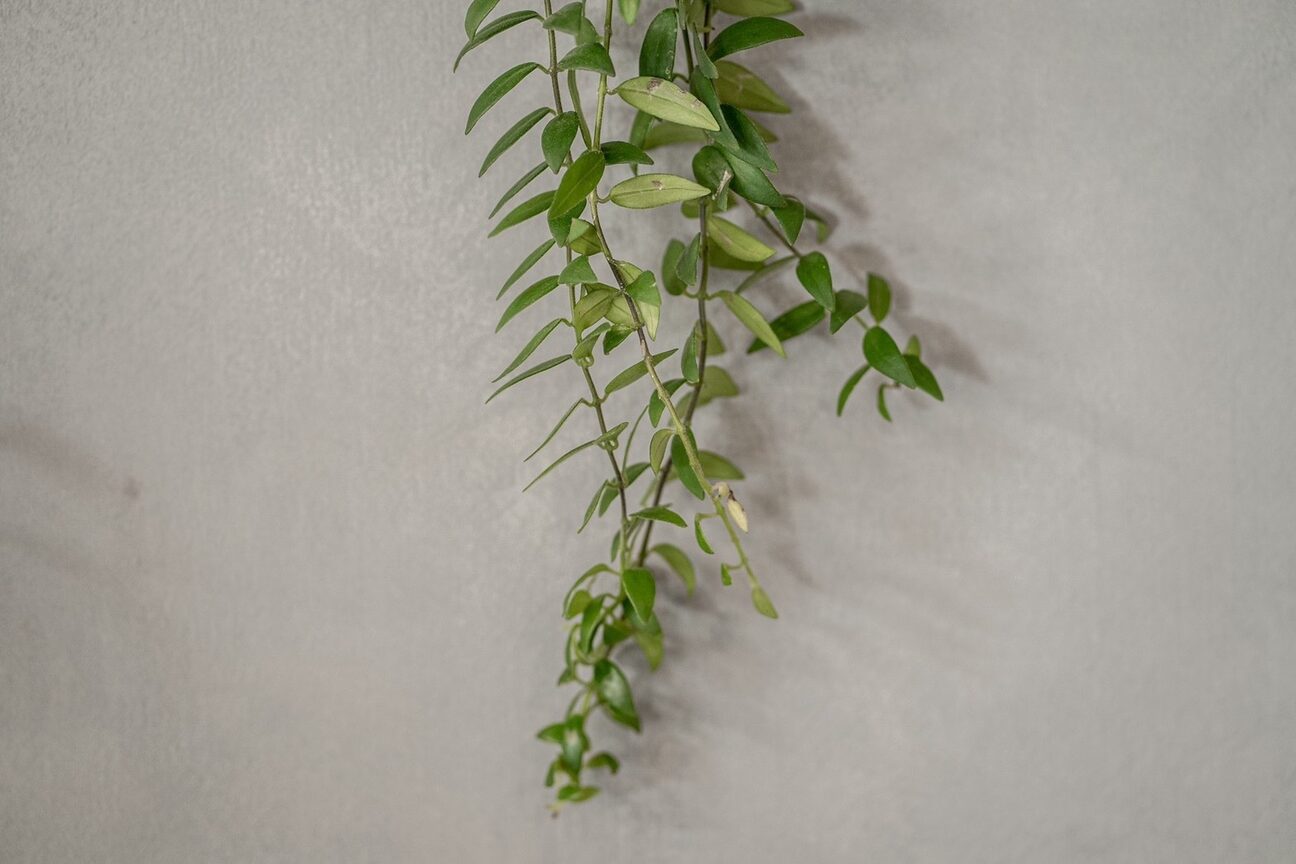 カーメラ(CAMERA)3