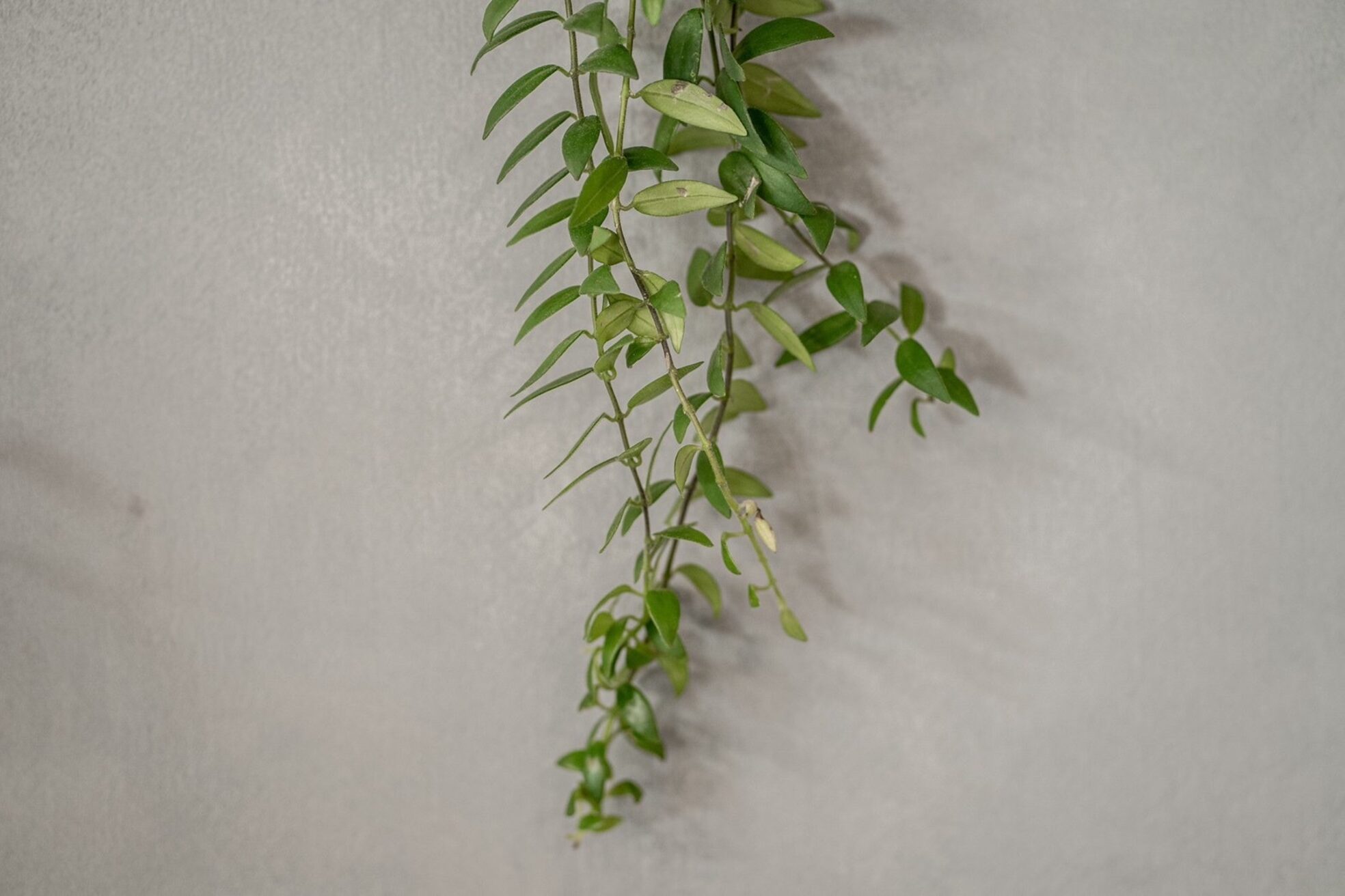 カーメラ(CAMERA)3